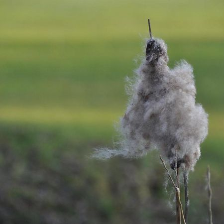 Vakantiehuis 'T Verloren Schaap Damme Exterior foto